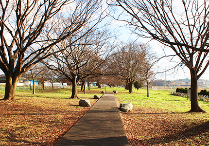 함평 향교리 느티나무·팽나무·개서어나무 숲